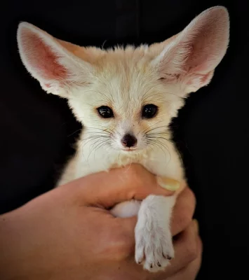 Kvalitní kocouři a fenky Fennec fox koťátka připravena